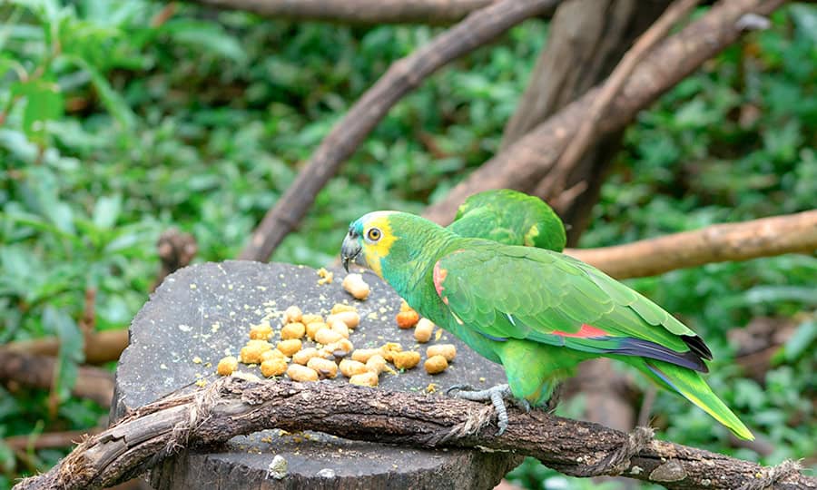 Dois papagaios comendo grão em cima de tronco de árvore.