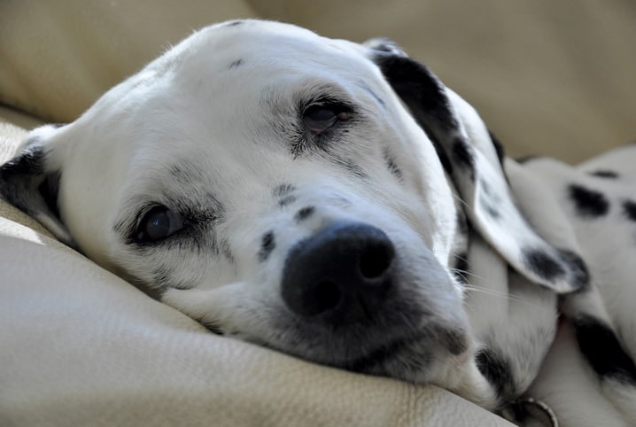 Cachorro dálmata deitado.