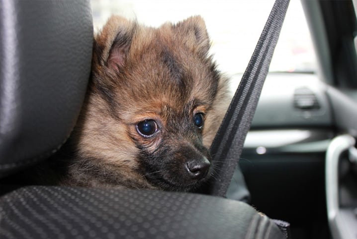 Cachorro no banco do carro.