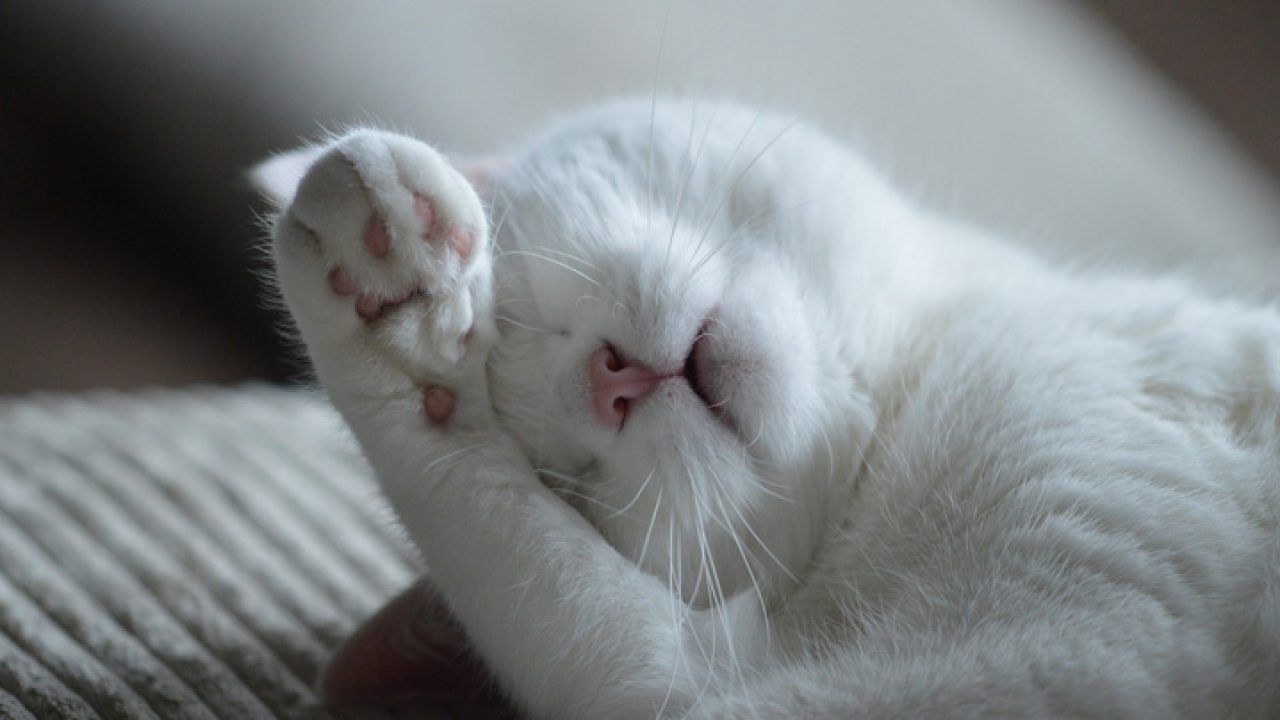 Por que os gatos domésticos dormem tanto, já que não se cansam
