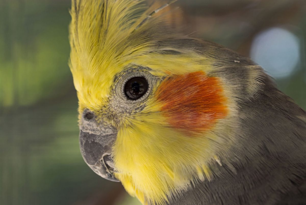 Calopsita Branca E Cinza Como Saber Se é Fêmea Tipos De Calopsitas Conheca Todas As Especies Da Ave Petz