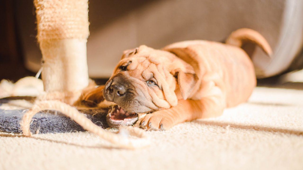 Cachorro arranhando parede: descubra o que pode ser I Petz