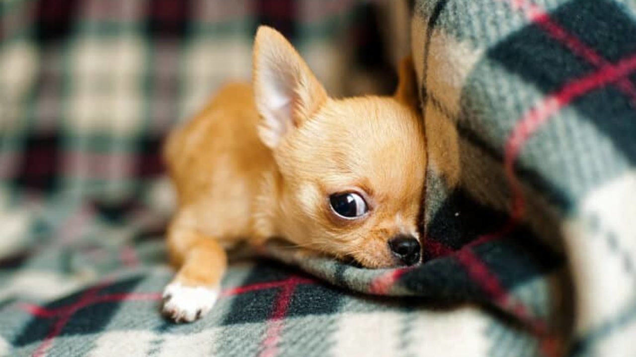 Cachorro gripado: sintomas e tratamentos
