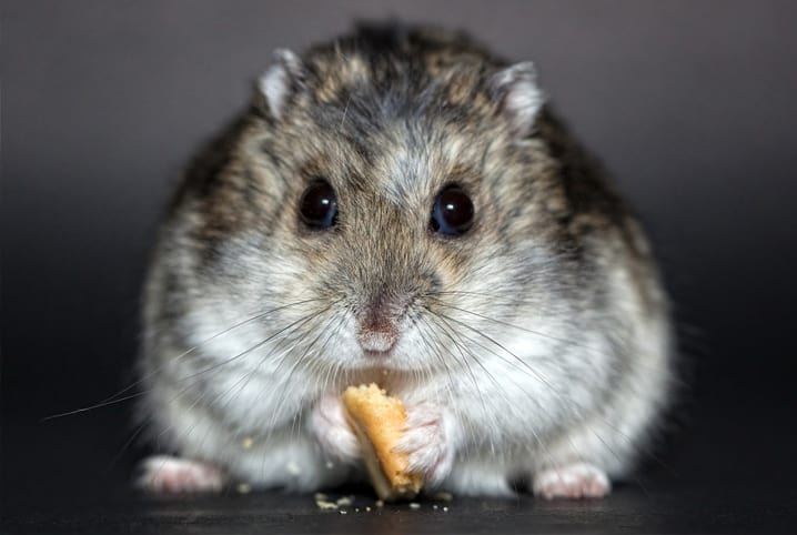 o que e racao extrusada hamster