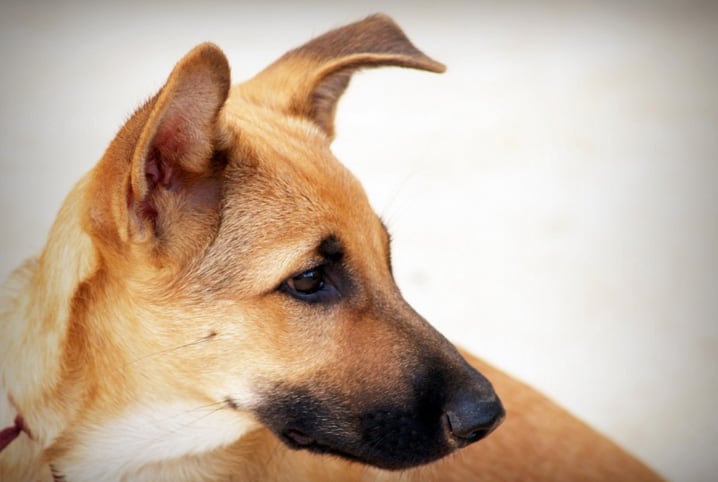 Dicas para criar cão Fila Brasileiro - Cursos Online UOV com
