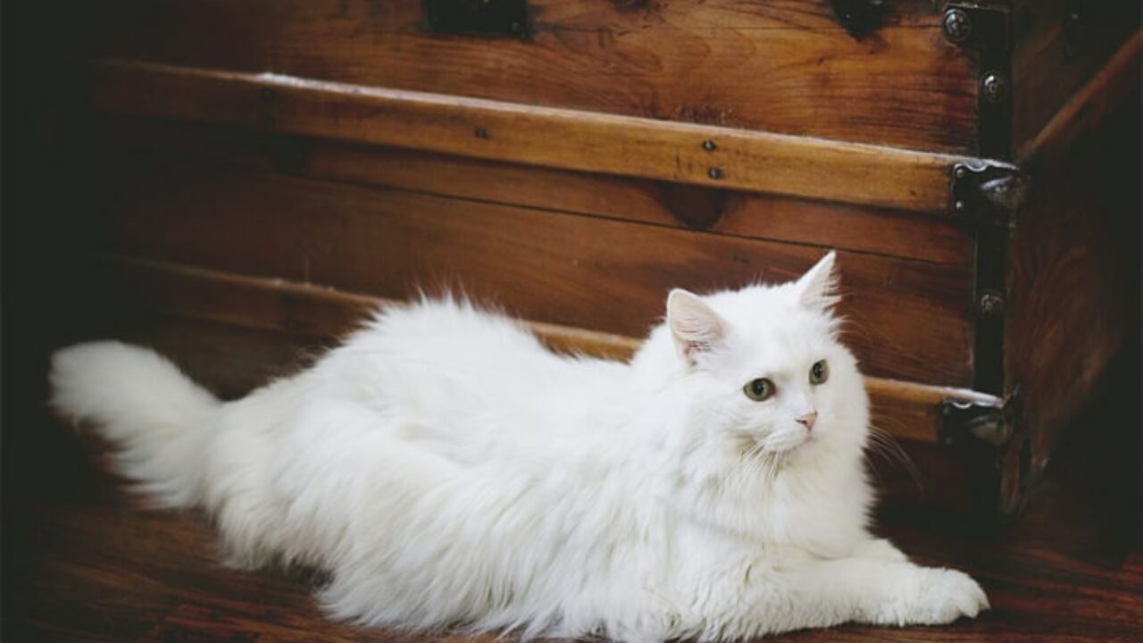 Gato preto e branco filhote: veja lindas fotos!