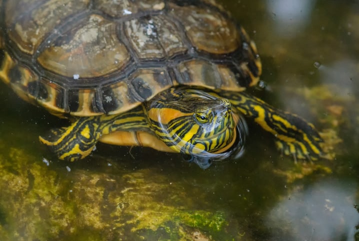 Tartaruga-tigre-d'água na água.