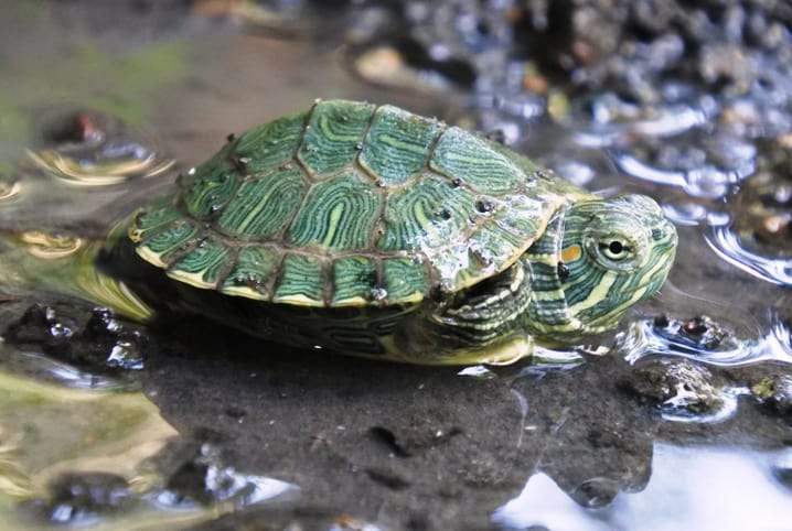 Tartaruga-tigre-d'água na água de um rio.