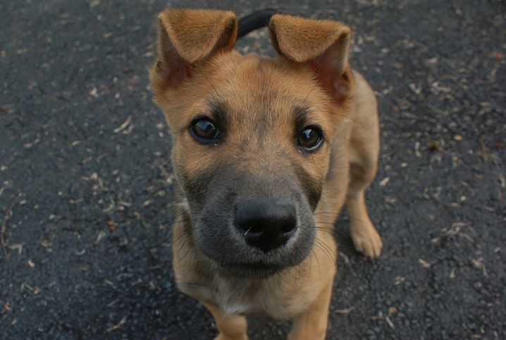 audicao canina pet