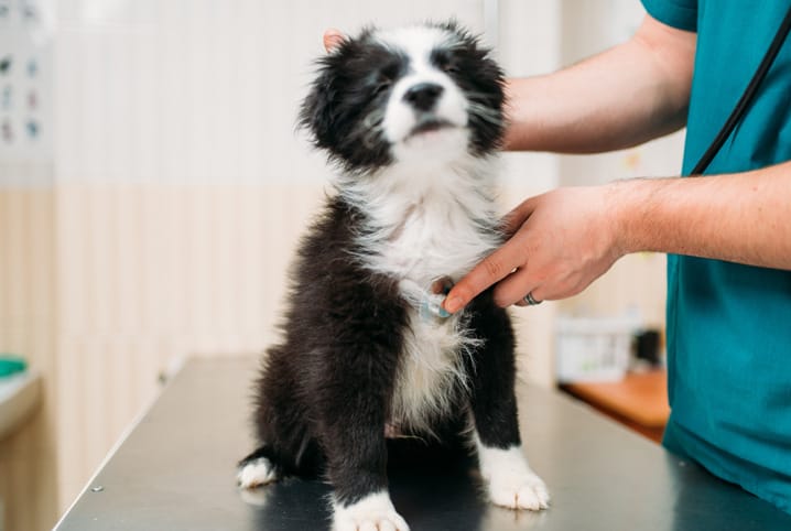 Veterinário examinando um cachorro com pelos preto e branco.