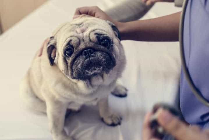 Cachorro pug ao lado do veterinário.