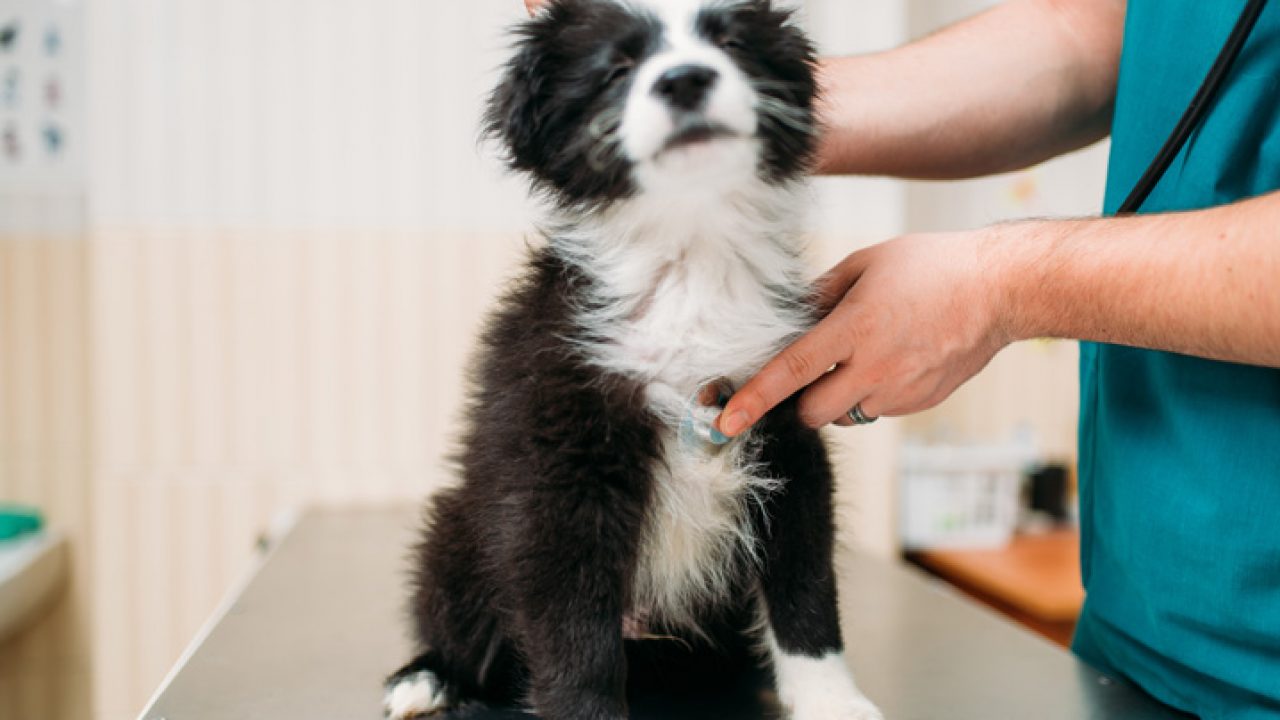 Cachorro com verme sintomas e causas da doença | Petz