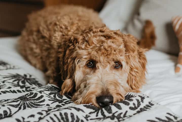 Cachorro deitado na cama.