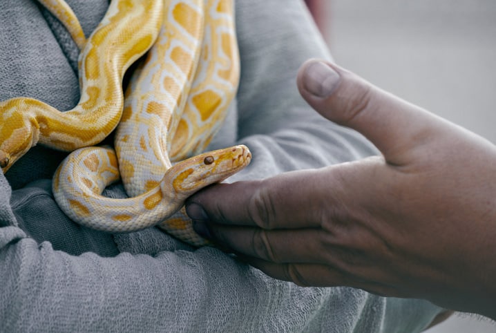 As serpentes e a sua importância para o ecossistema - BLOG