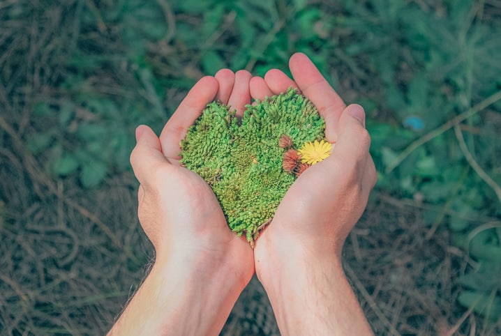 como cuidar das plantas