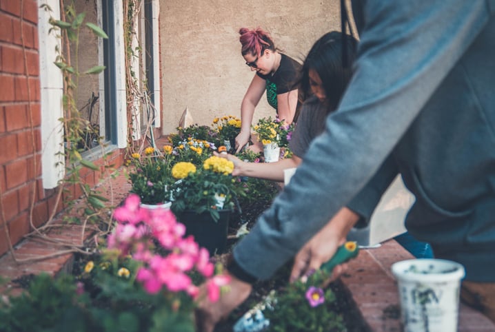 como cuidar de plantas jardim