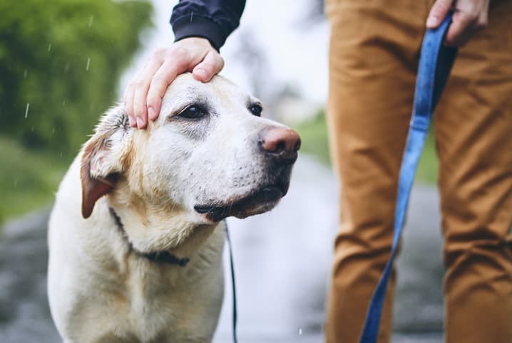 como os cachorros