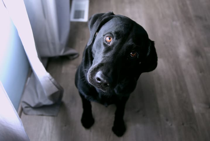 deixar cachorro sozinho casa