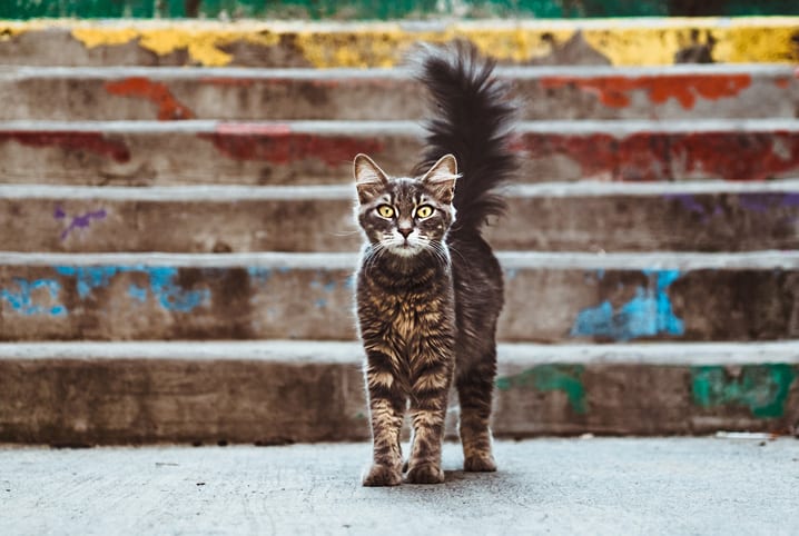 fisioterapia veterinaria gato