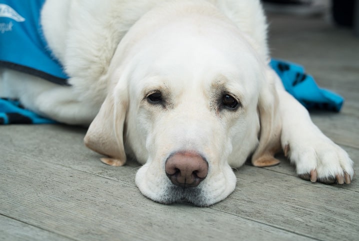 ozonioterapia em cachorro