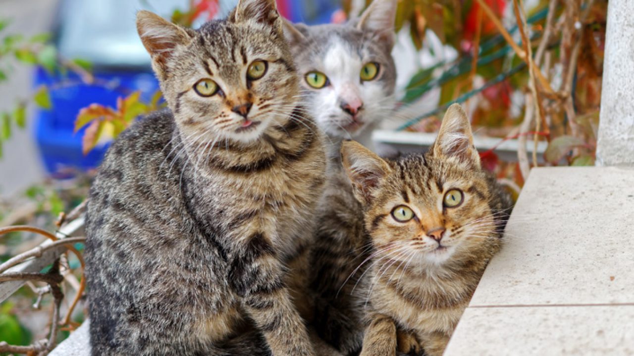 Caracat, Raças de gatos