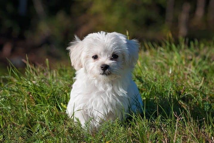 cachorro filhote sentado em gramado.