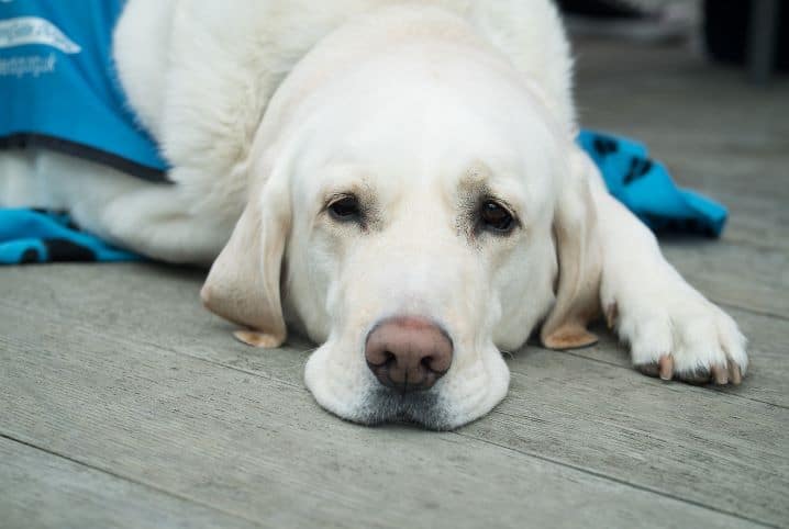 cachorro com dor de barriga cao