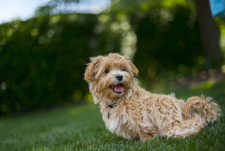 cachorro lambendo o chao compulsivamente