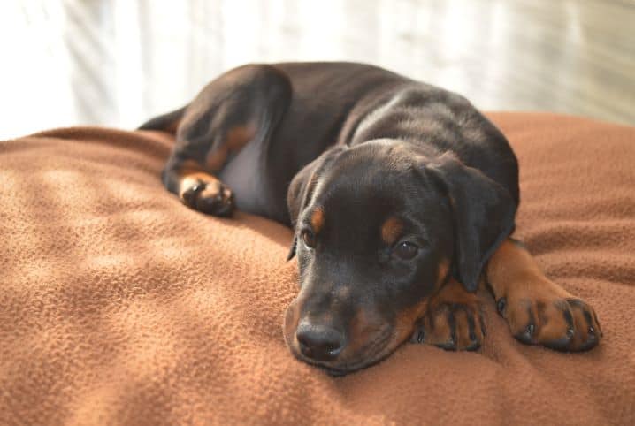 carvao ativado para cachorro pet