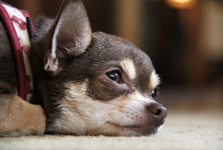 carvao ativado para cachorro