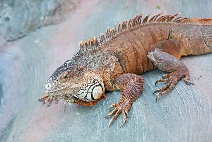 criacao de iguana pet