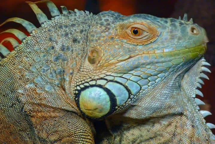 criacao de iguana