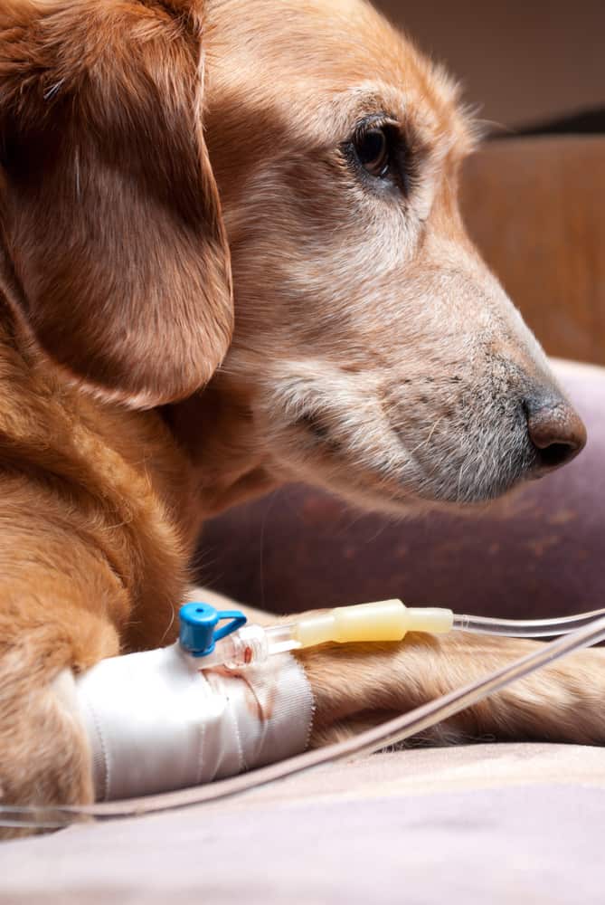 doacao de sangue de cachorro