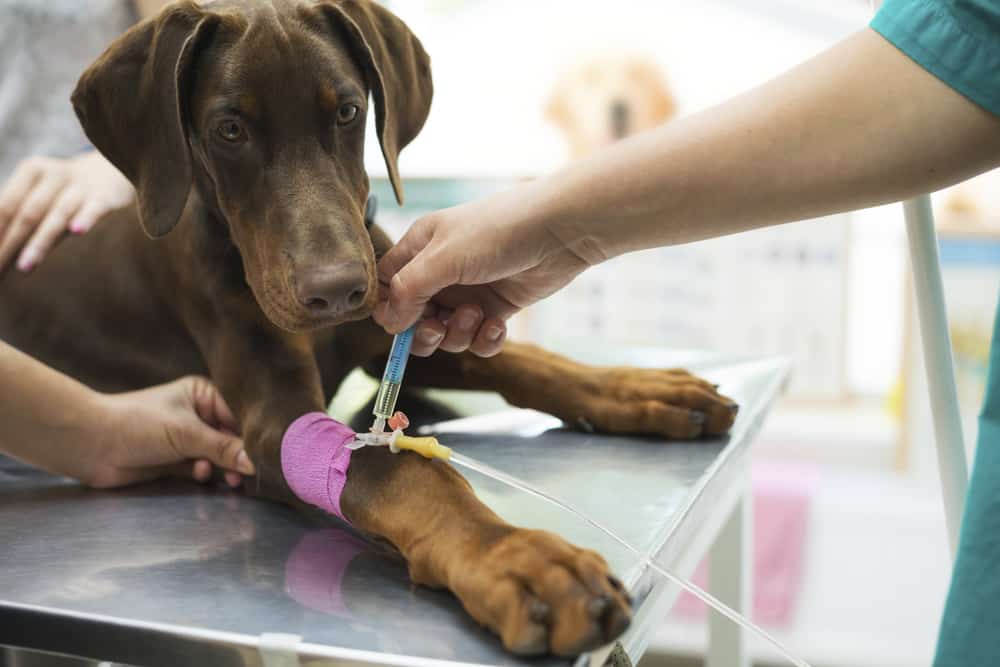 doacao de sangue de pet