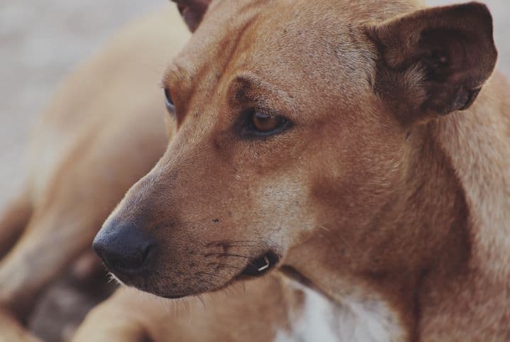 glaucoma em cachorro pet