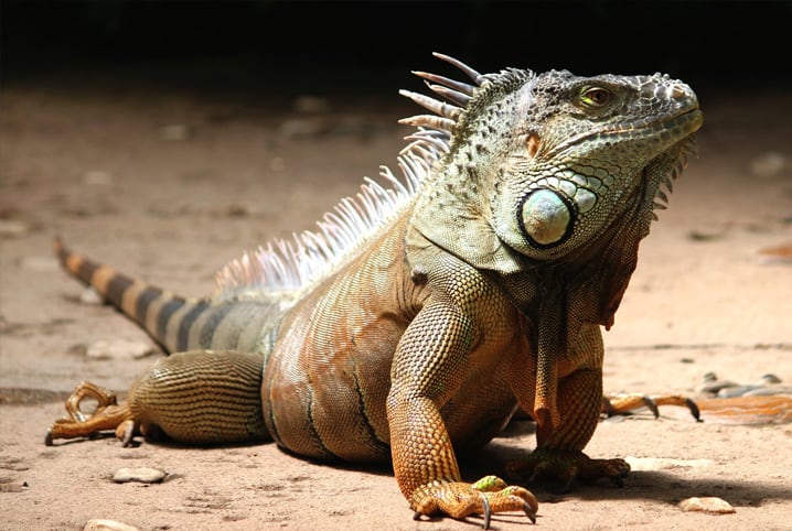 Iguana doméstica: saiba como ter esse réptil em casa | Petz