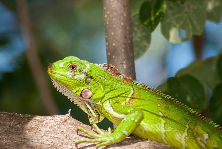Iguana doméstica: saiba como ter esse réptil em casa | Petz