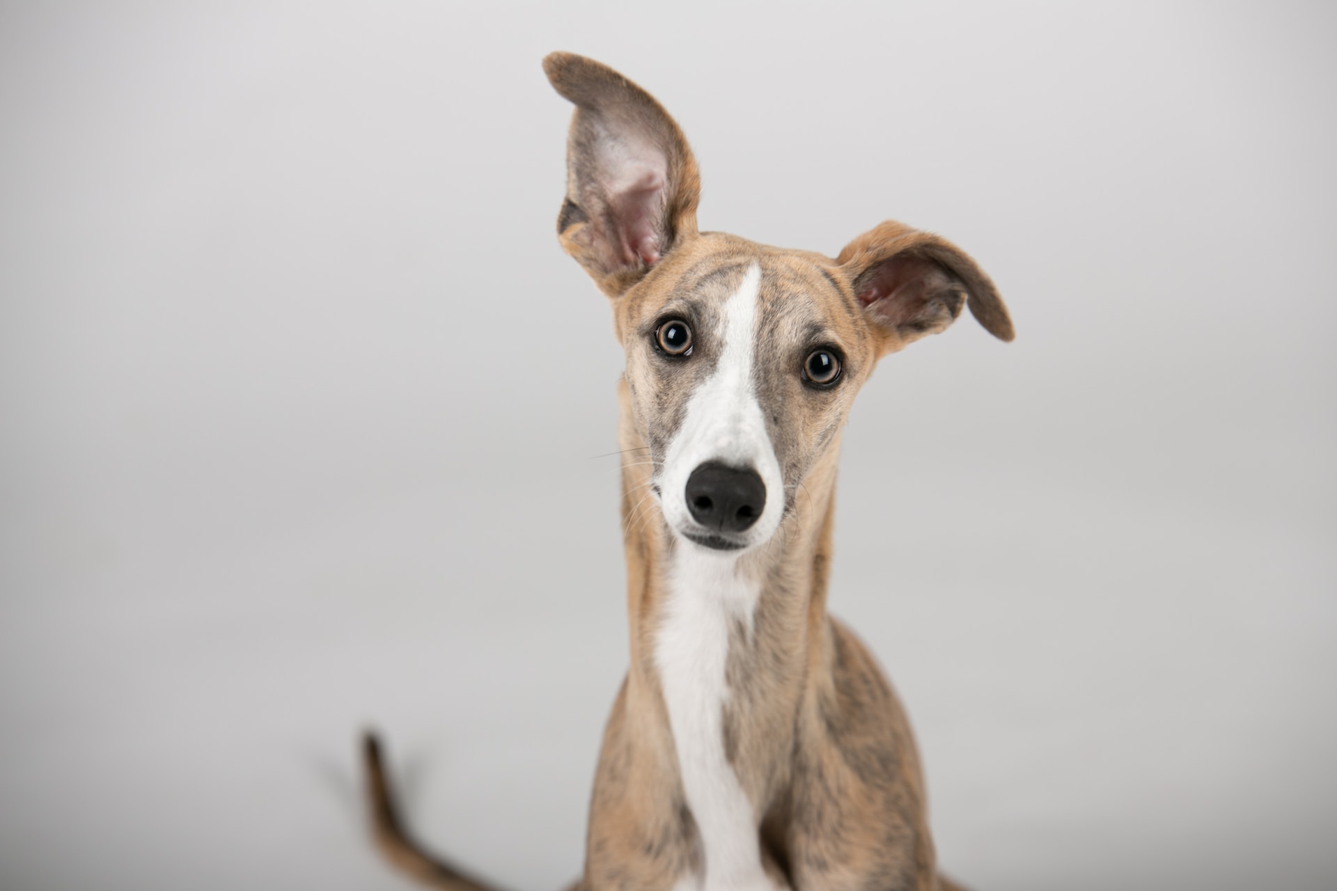 Cachorro com a orelha levantada.