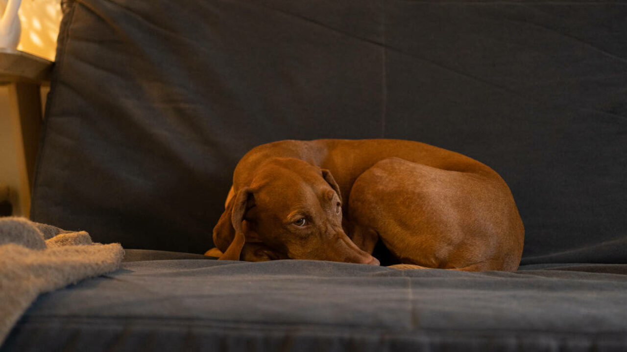 Linguagem dos cachorros: aprenda a codificar as mensagens I Petz