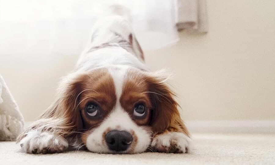 Cachorro com as patas dianteiras abaixadas e as traseiras normais.