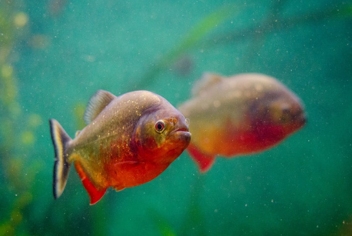 quanto tempo vive um peixe pet