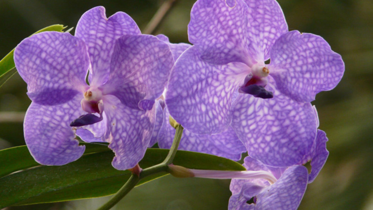 Orquídeas oncidium: tipos de espécies, como cuidar e muito mais