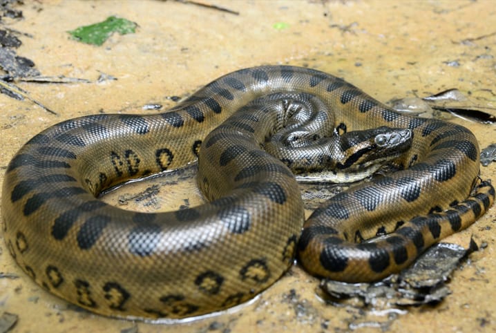Cobra fala? Pela 1ª vez canto de serpente é registrado no Brasil