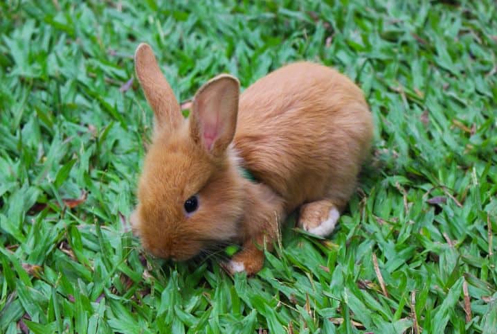 coleira para pet coelho