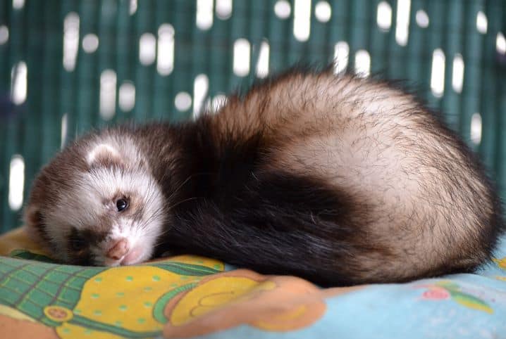 coleira para pet ferret