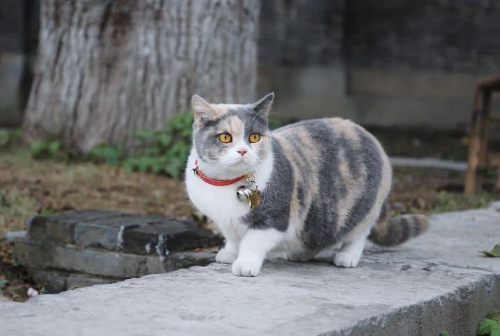 coleira para pet