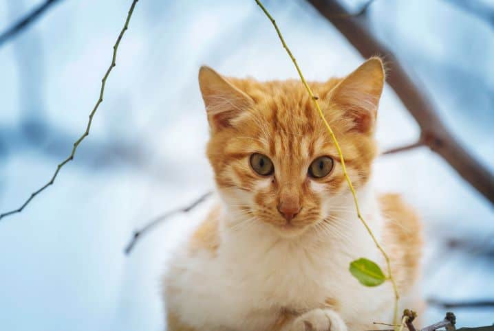 gato troca de pelo cat