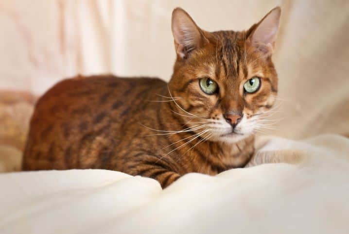 gato troca de pelo pet