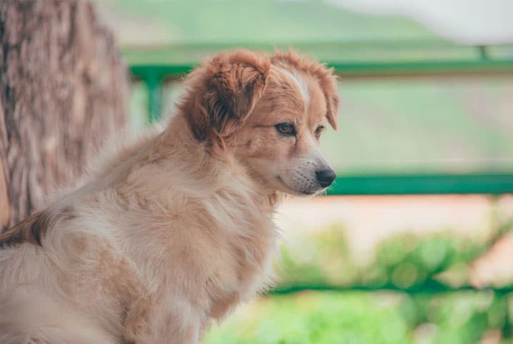 parasitas em cachorros