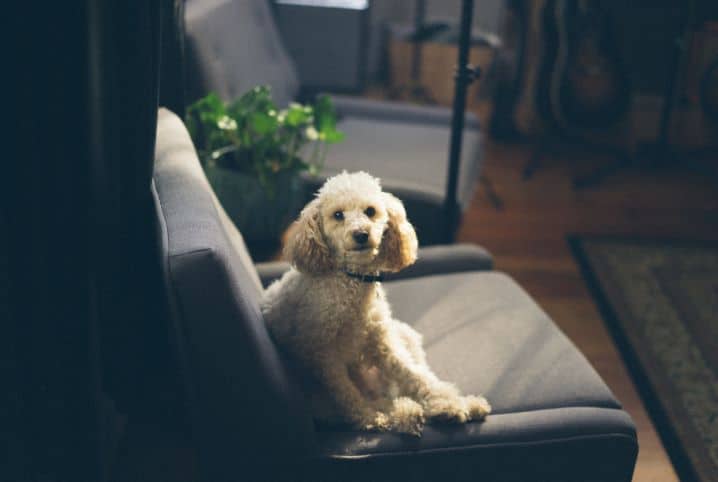 raca de cachorro que vive mais poodle